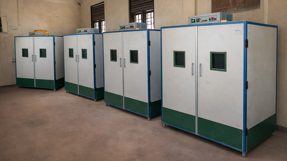 UNDP — 12,000 Eggs Incubator & Hatchery Renovation, Mannar