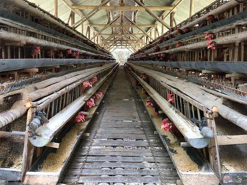 Poultry cages