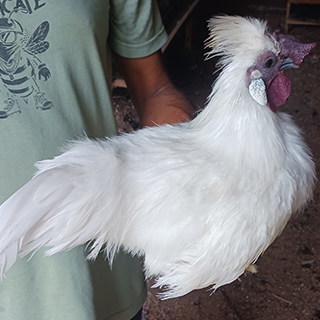 American Silkie White