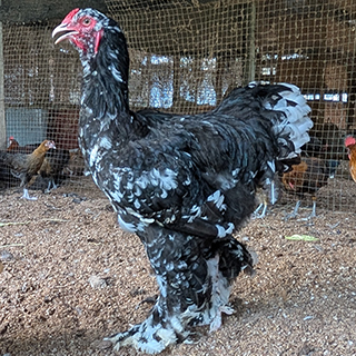 Brahma Mottled