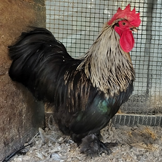 Cochin — Silver Lace