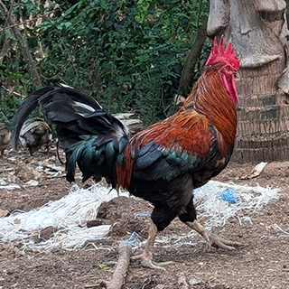 Country Chicken