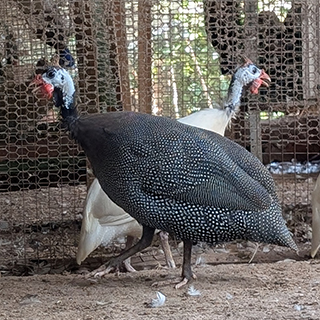 Guinea Fowl