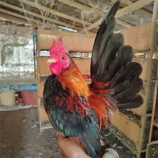 Japanese Bantam BB Red