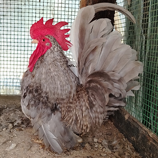 Japanese Bantam Blue