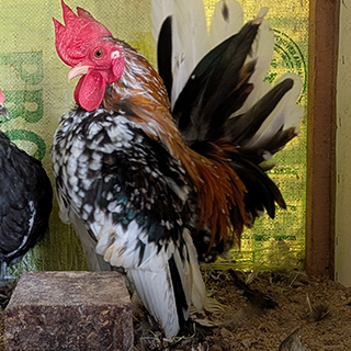 Japanese Bantam Tri Color