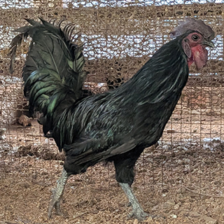 Kadakanath — Jet Black