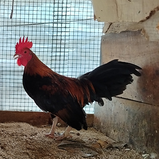 OEG Bantam