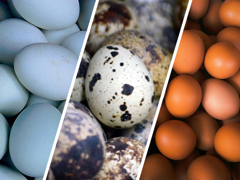 Fertile eggs ready for incubation