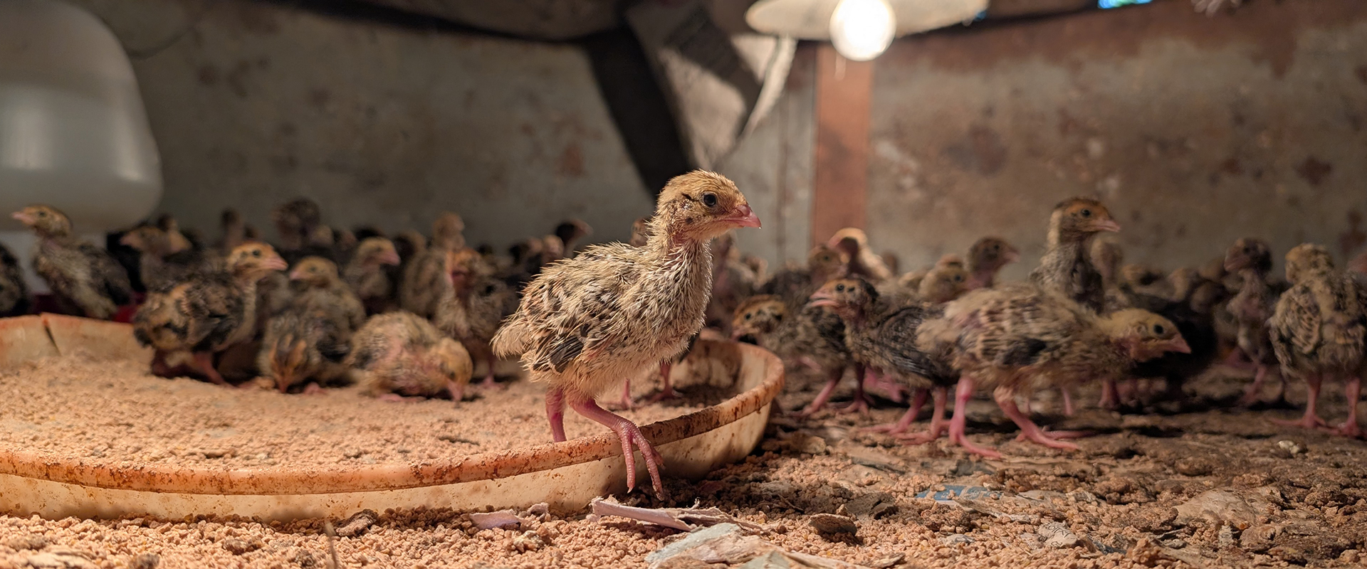 Farm Animals for Hatching & Breeding